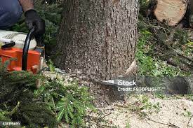  Milmay, NJ Tree Removal Pros