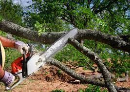 Best Lawn Disease Treatment  in Milmay, NJ