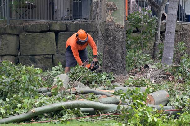 Best Root Management and Removal  in Milmay, NJ