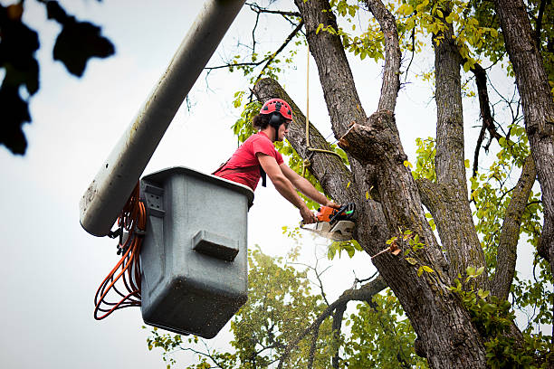 Reliable Milmay, NJ Tree Removal Solutions