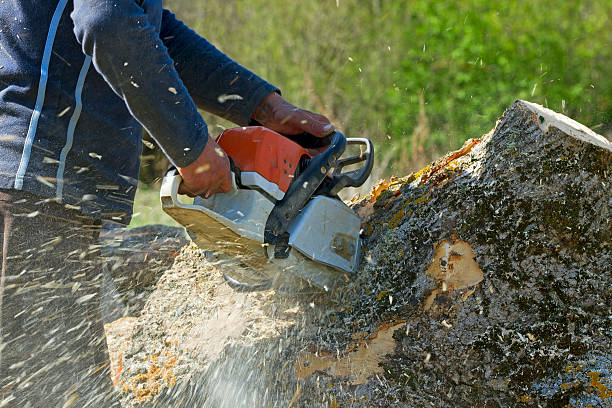 Best Commercial Tree Services  in Milmay, NJ