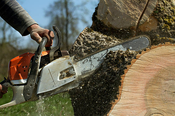 Best Root Management and Removal  in Milmay, NJ