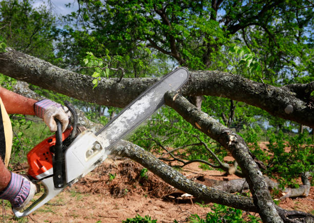 Best Weed Control  in Milmay, NJ